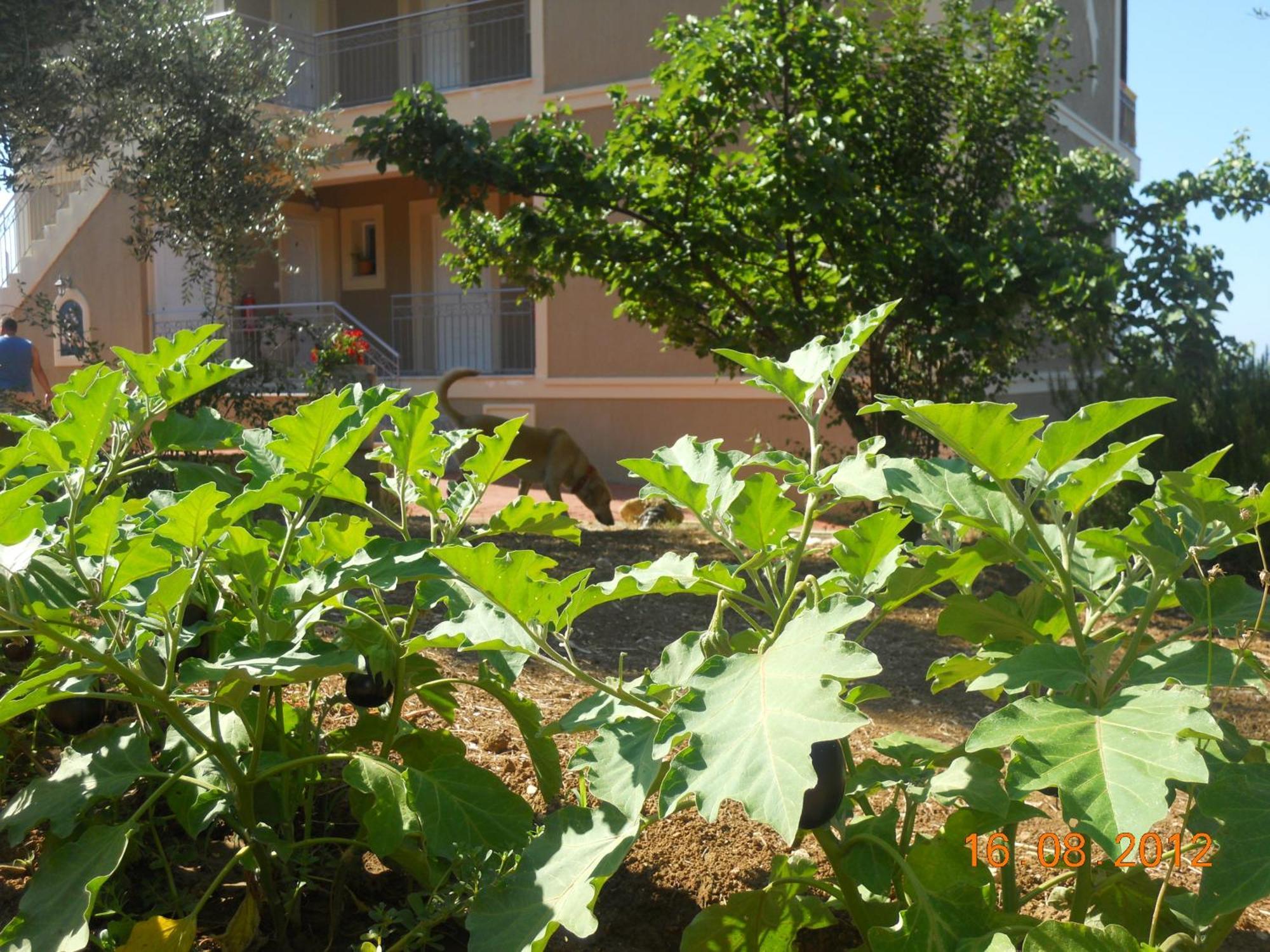 Delfinia Apartment Vlachata Bagian luar foto